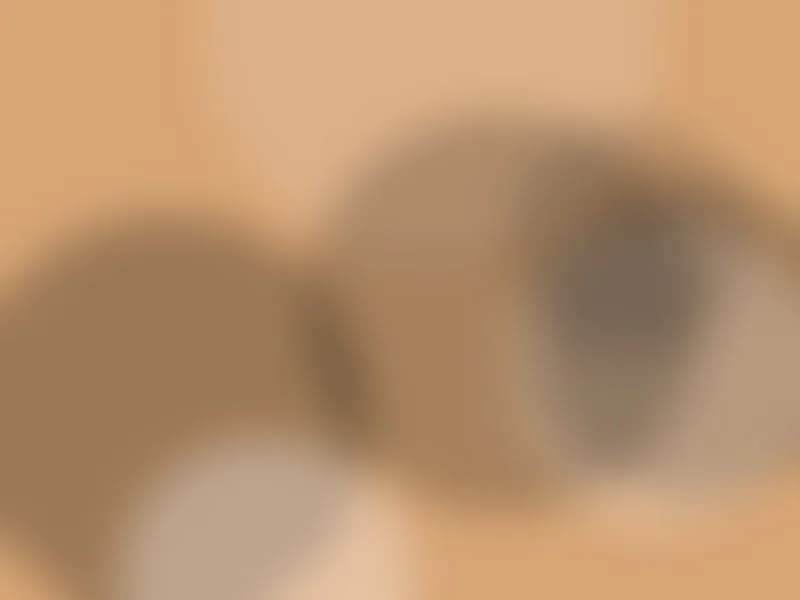 Holland Lop babies, handled daily